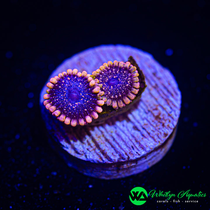 WA Peach Exosphere Zoanthid (Aquacultured)