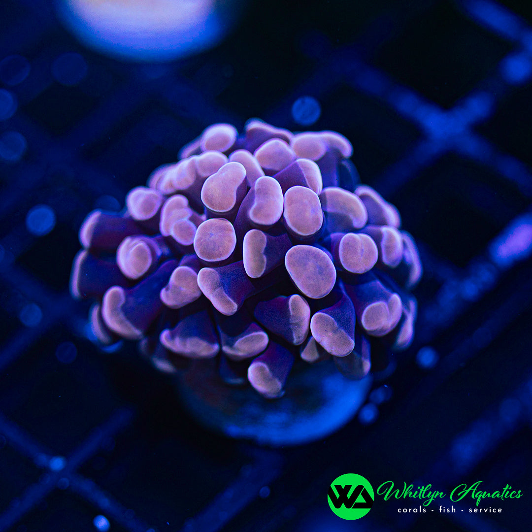 Peach Branching Hammer