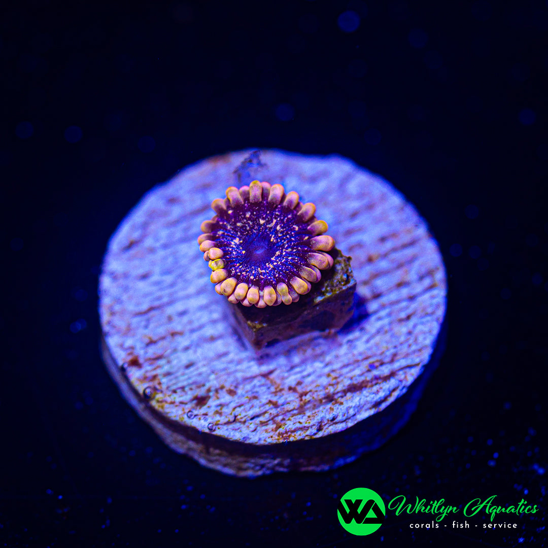 WA Peach Exosphere Zoanthid (Aquacultured)