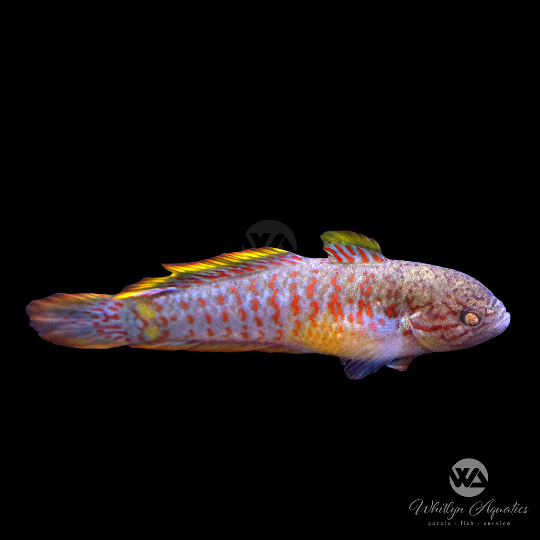 Peacock Gudgeon - Tateurndina ocellicauda