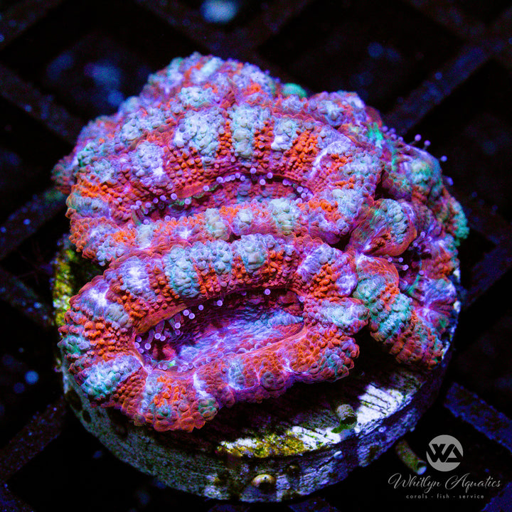 WA Peppermint Acan - WYSIWYG (C3)