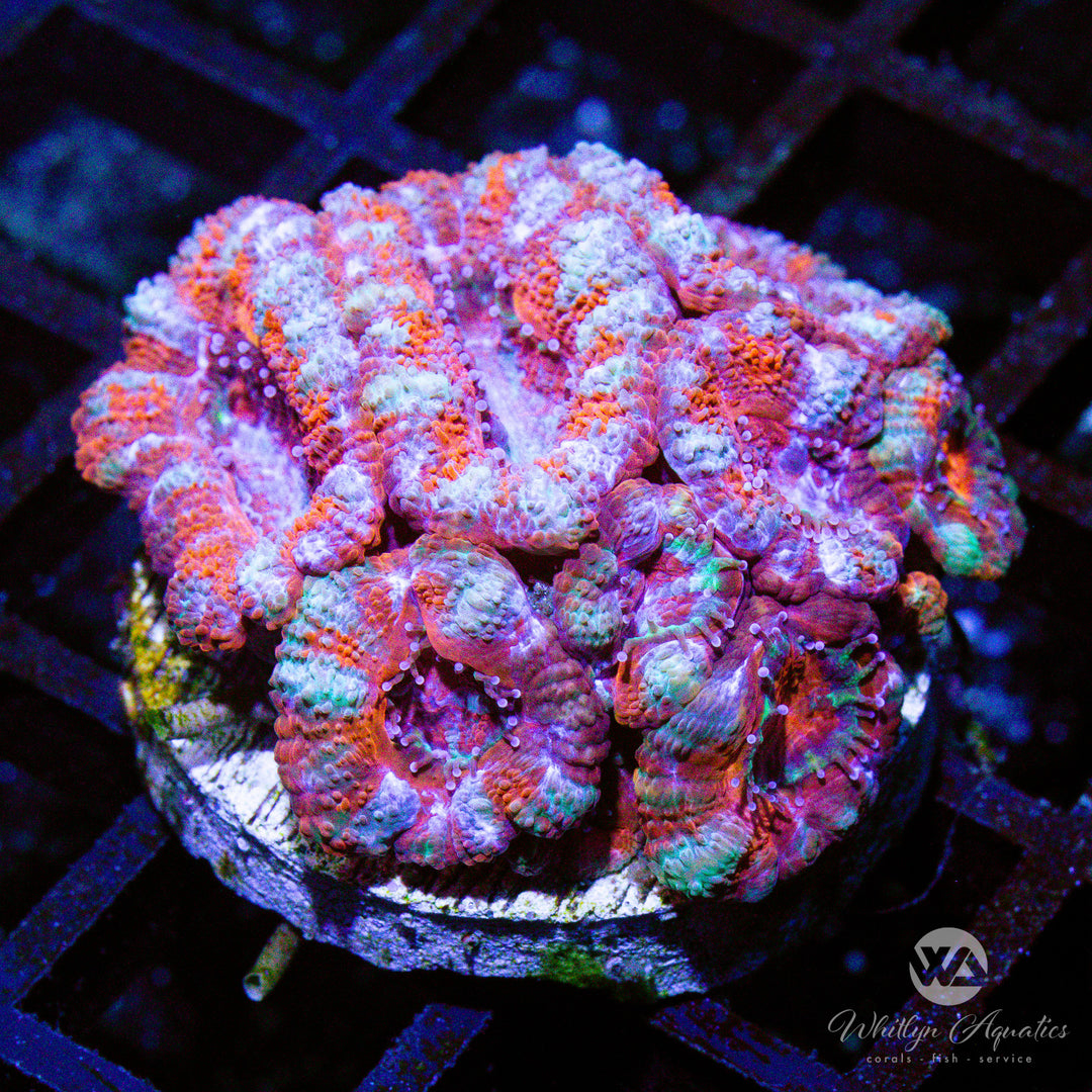 WA Peppermint Acan - WYSIWYG (C3)