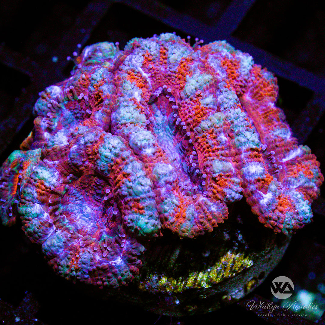 WA Peppermint Acan - WYSIWYG (C3)