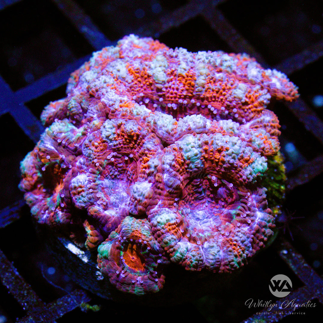 WA Peppermint Acan - WYSIWYG (C3)