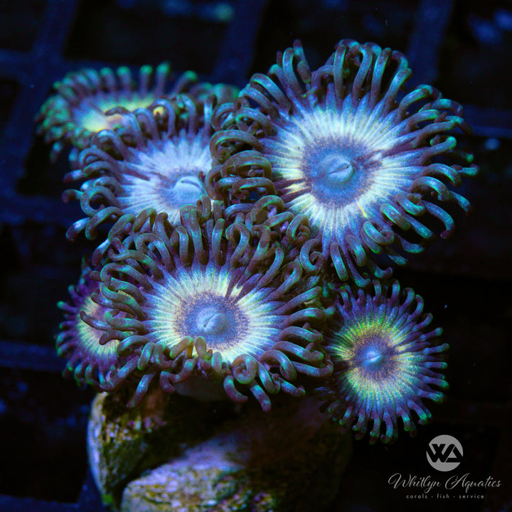 Petroglyph Zoanthid (Aquacultured)