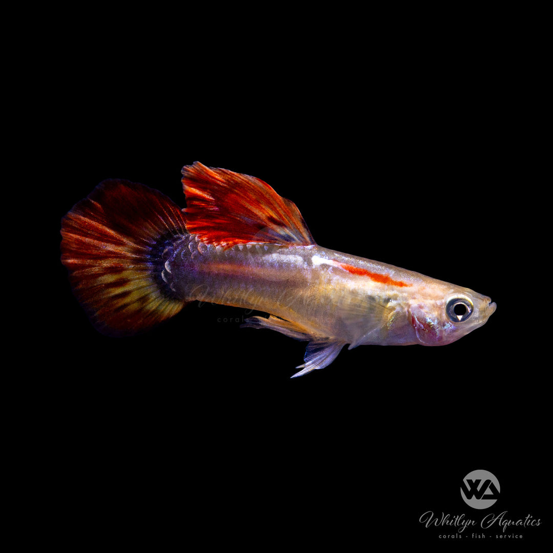Phoenix Guppies