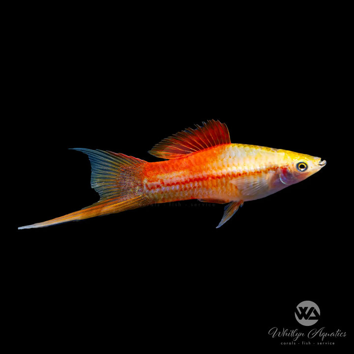 Pineapple Swordtail - Xiphophorus helleri