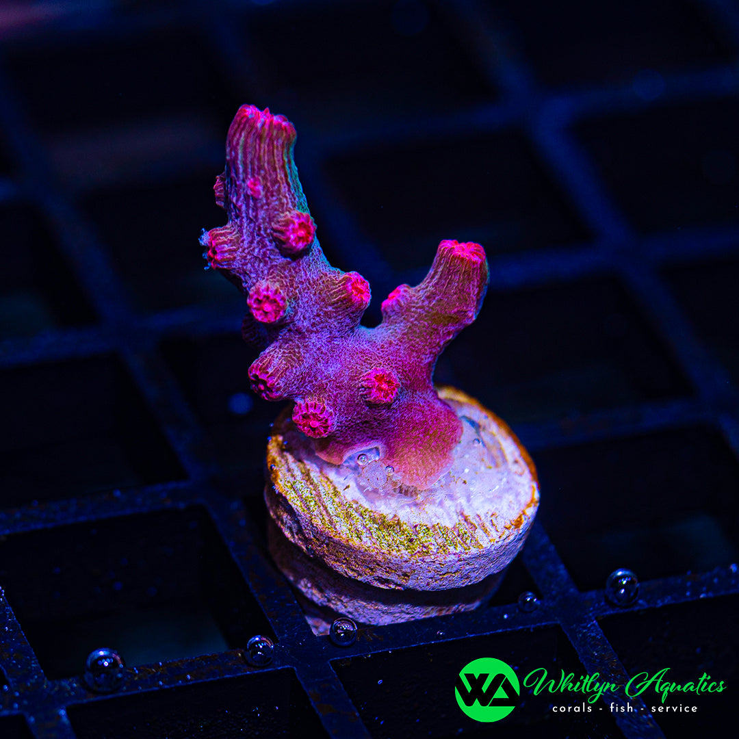 Pink Branching Cyphastrea (WYSIWYG)