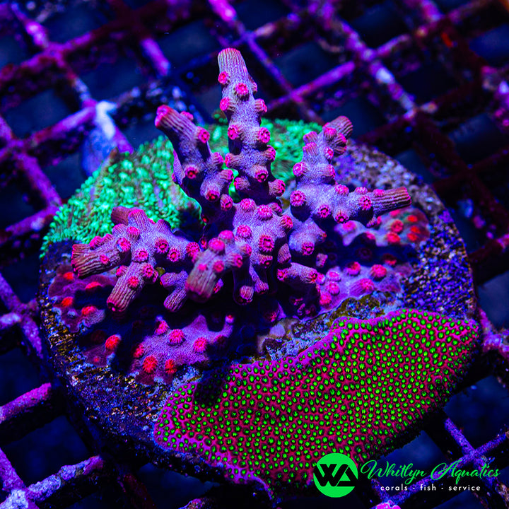Pink Branching Cyphastrea