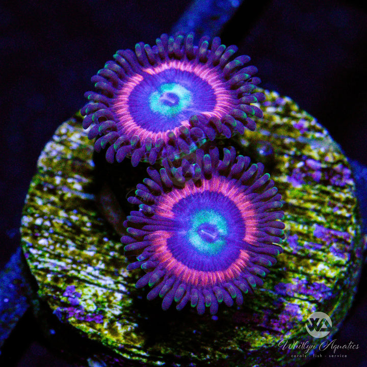 Pink Cat Eyes Zoanthid (Aquacultured)