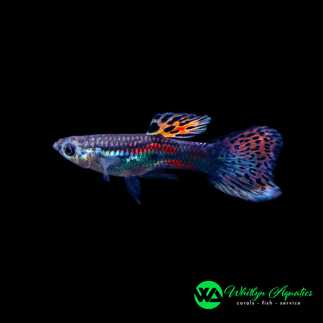 Pink Grass Guppy Pair (1M1F)