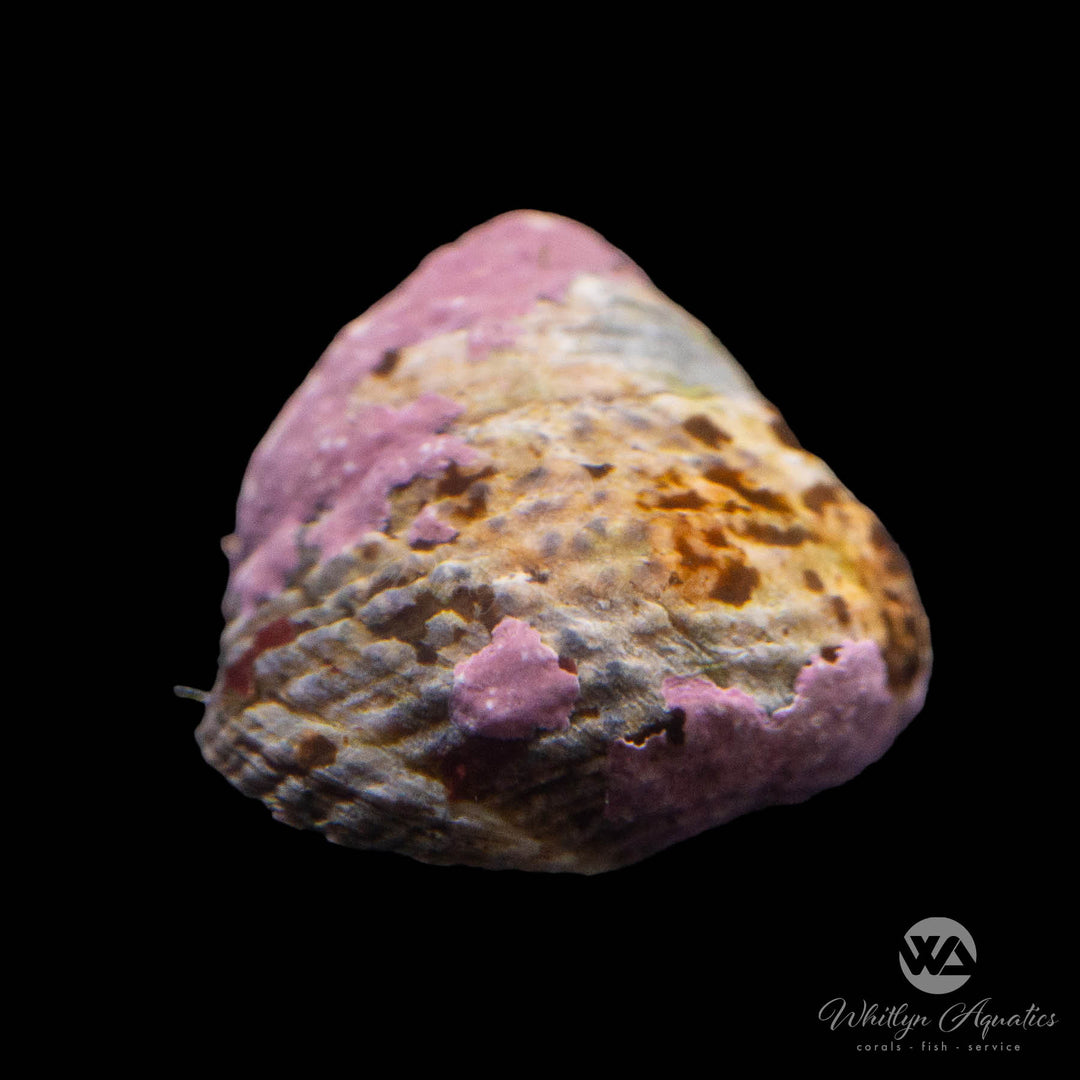 Pink Margarita Snail - Margarites pupillus