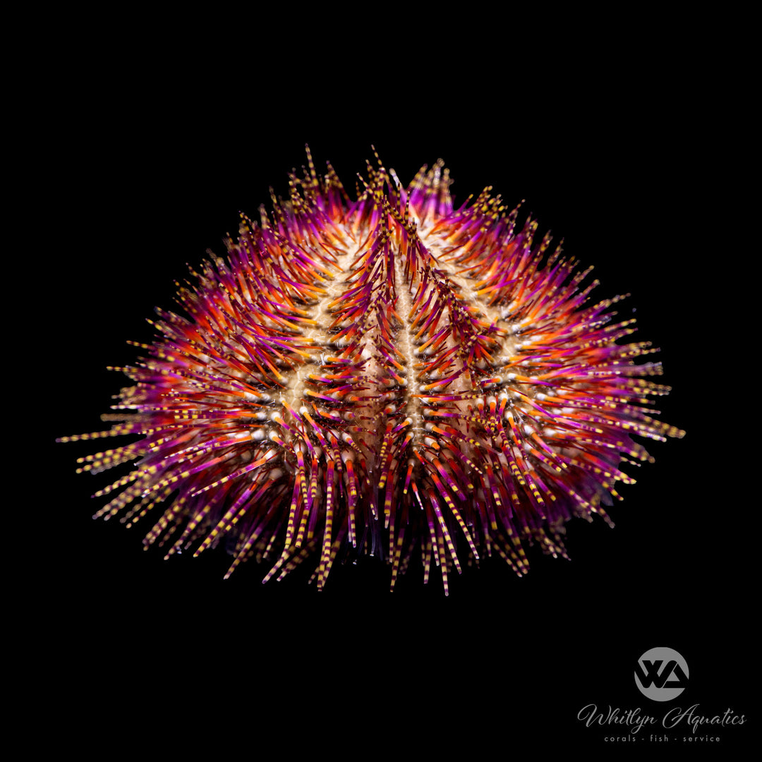 Pink / Red Pincushion Urchin - Lytechinus variegatus