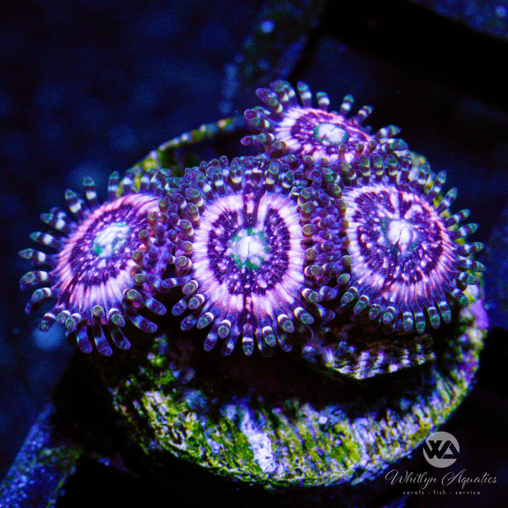 Pink Zipper Zoanthid (Aquacultured) - Whitlyn Aquatics