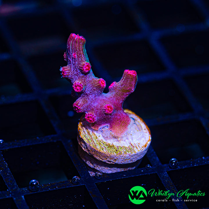 Pink Branching Cyphastrea