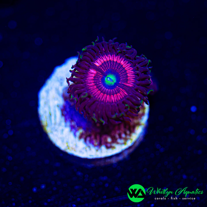 Cat Eyes Zoanthid (Aquacultured)
