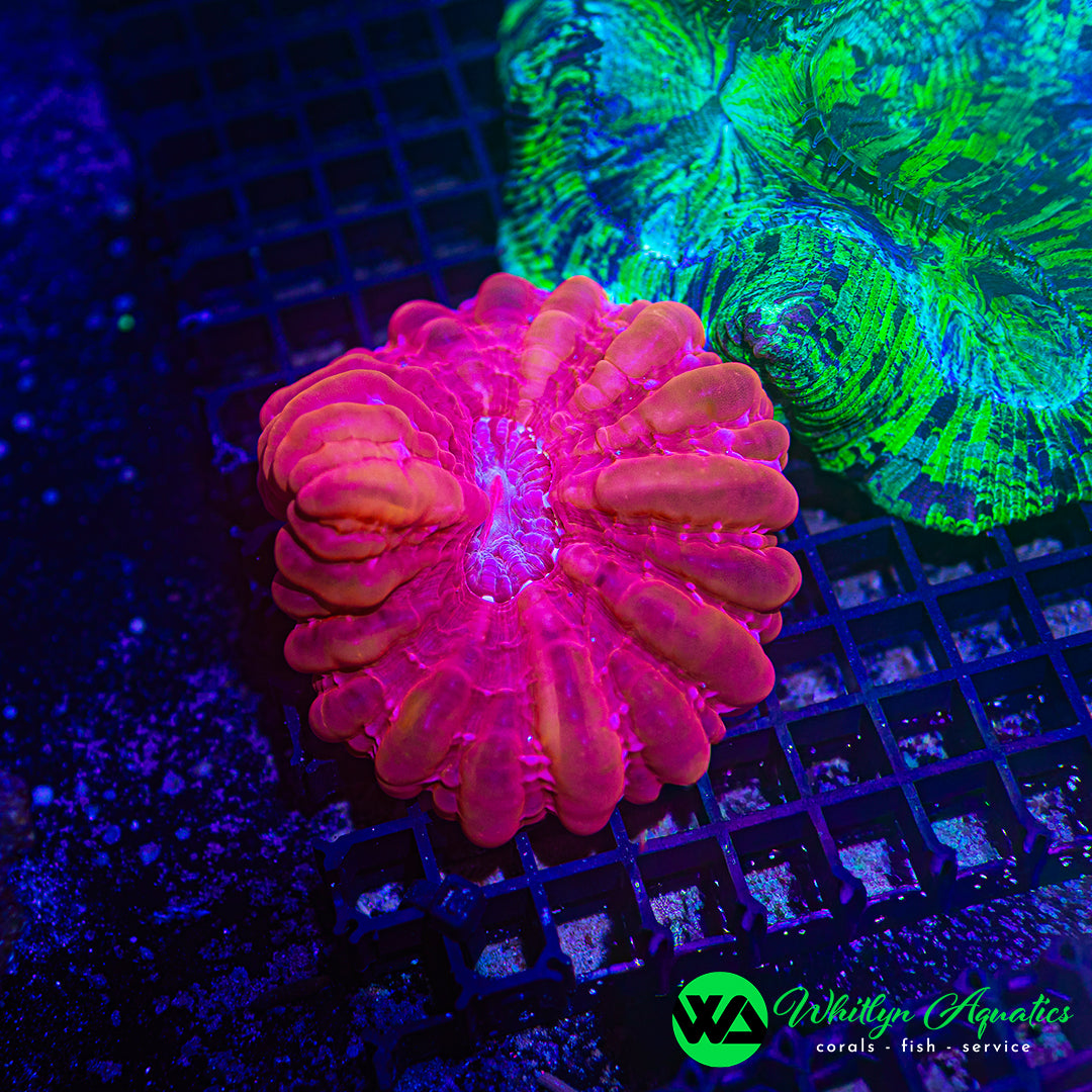 Hot Pink Cynarina 4" WYSIWYG