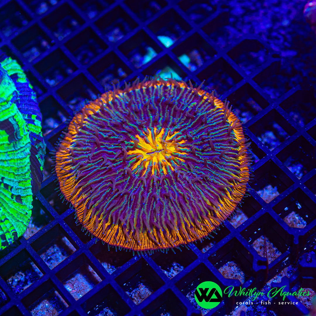 Rainbow Plate Coral 3" WYSIWYG