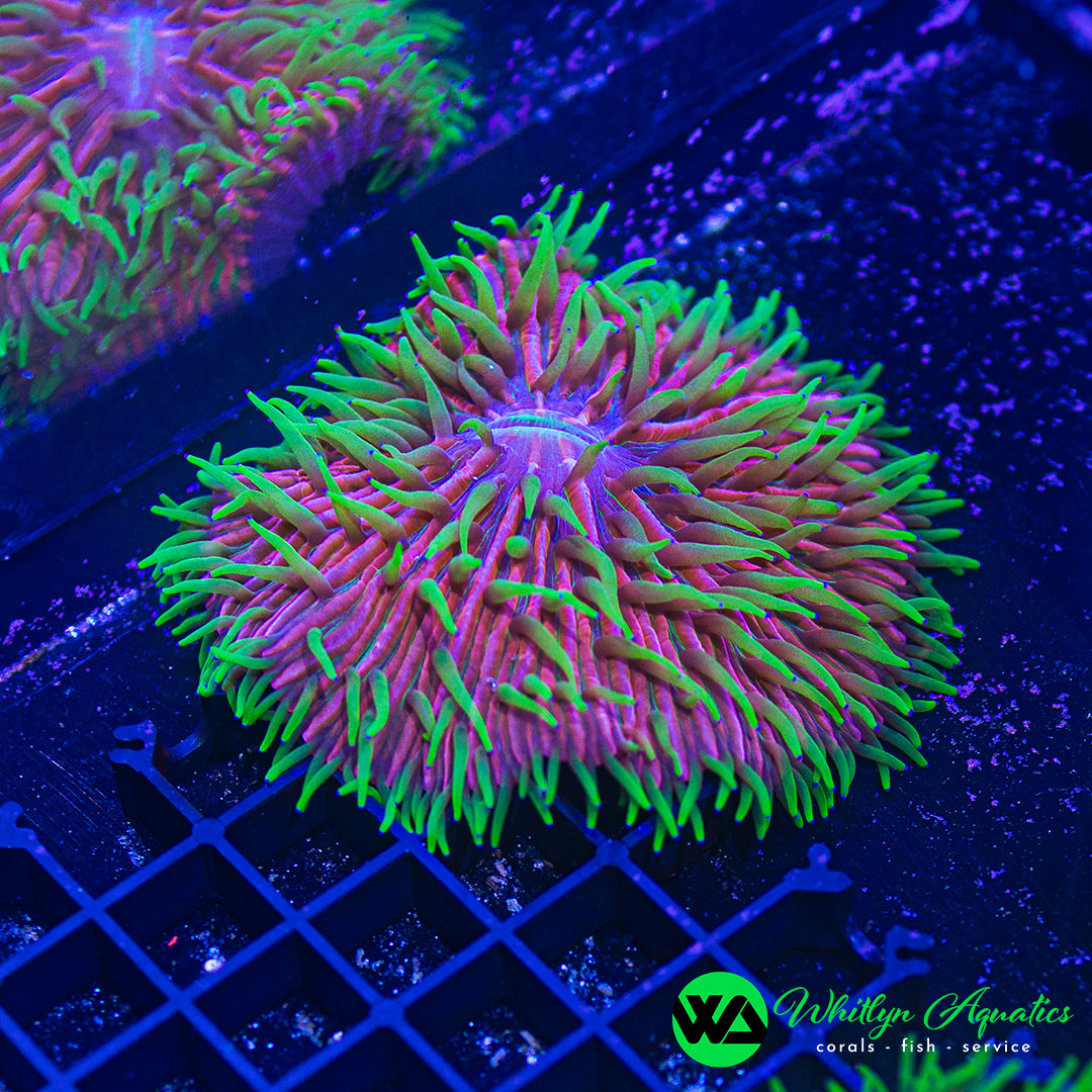 Dragon Fruit Plate Coral 4" WYSIWYG