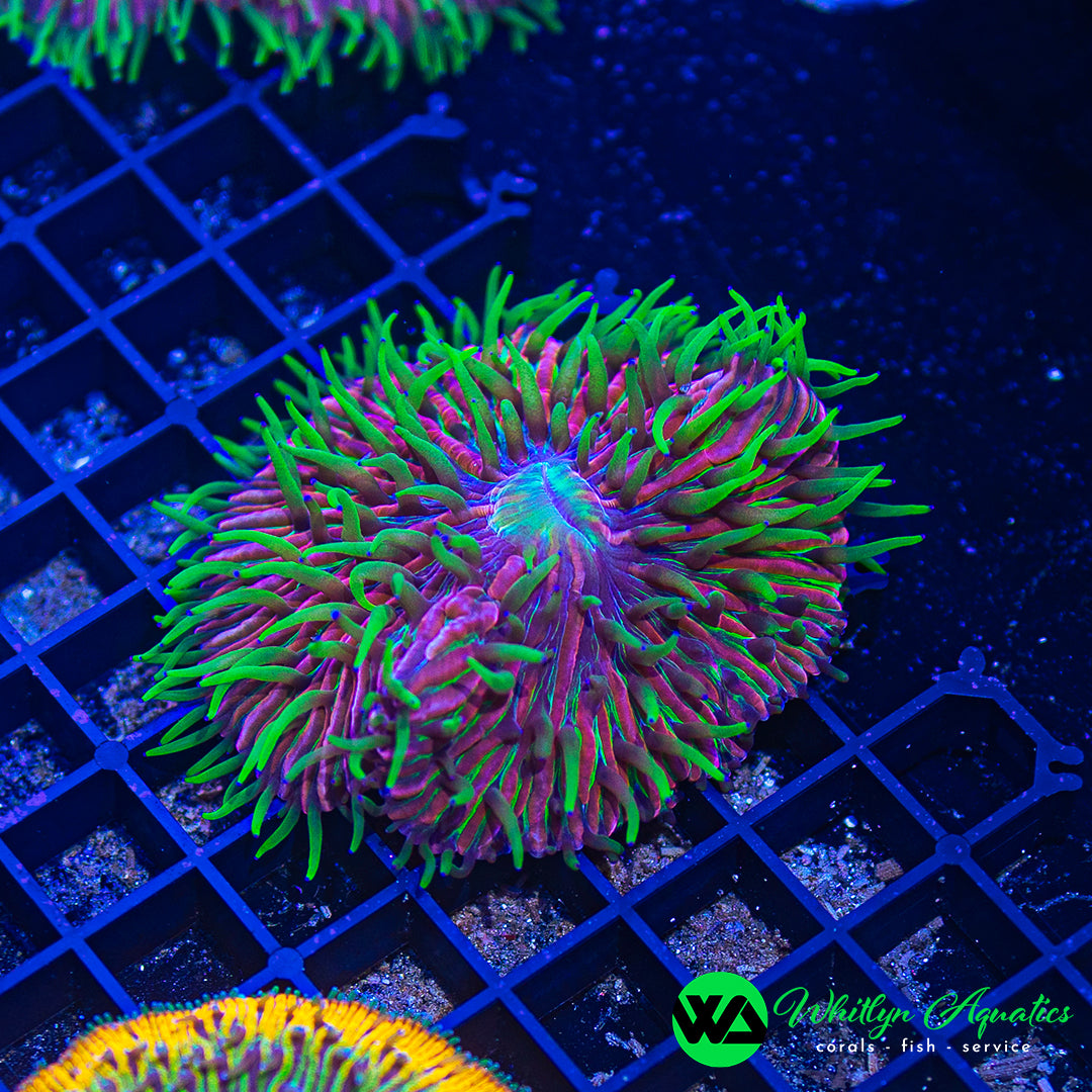 Dragon Fruit Plate Coral 3" WYSIWYG