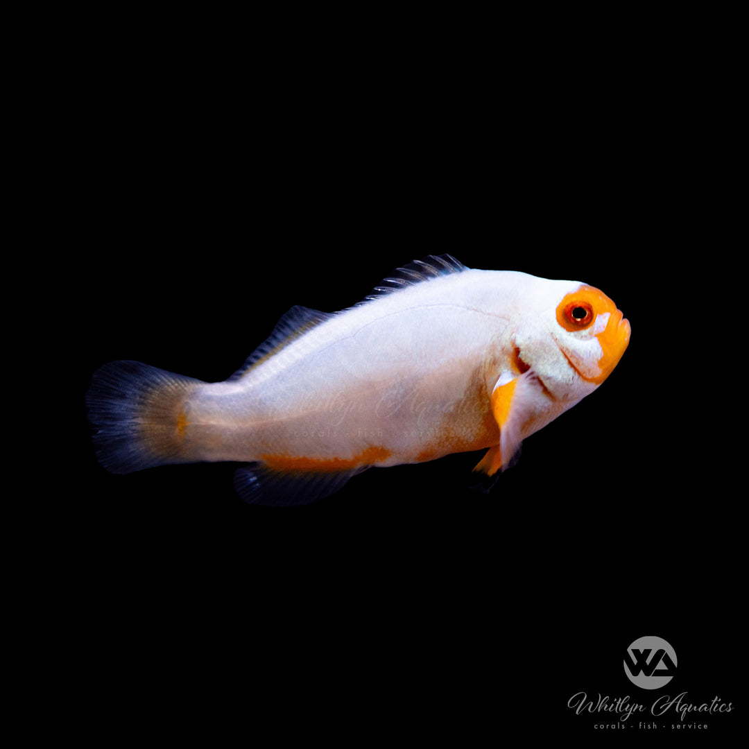 Platinum Clownfish - Amphiprion percula