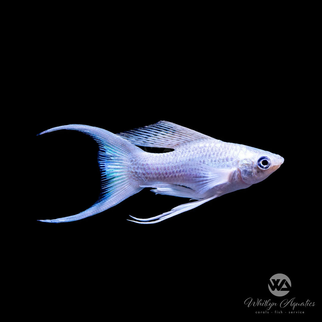 Platinum Lyretail Molly - Poecilia sphenops