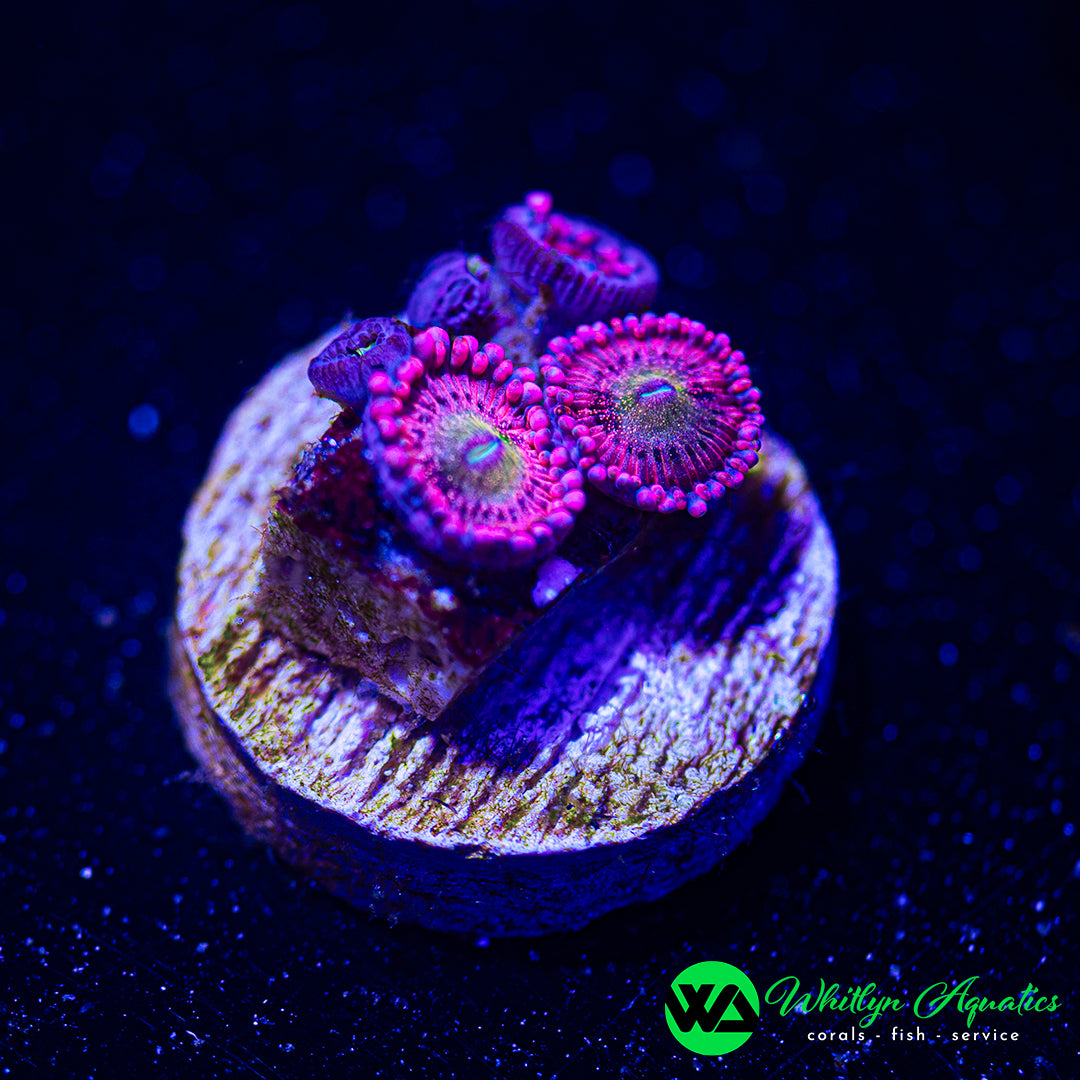 Playboy Bunny Zoanthid (Aquacultured)