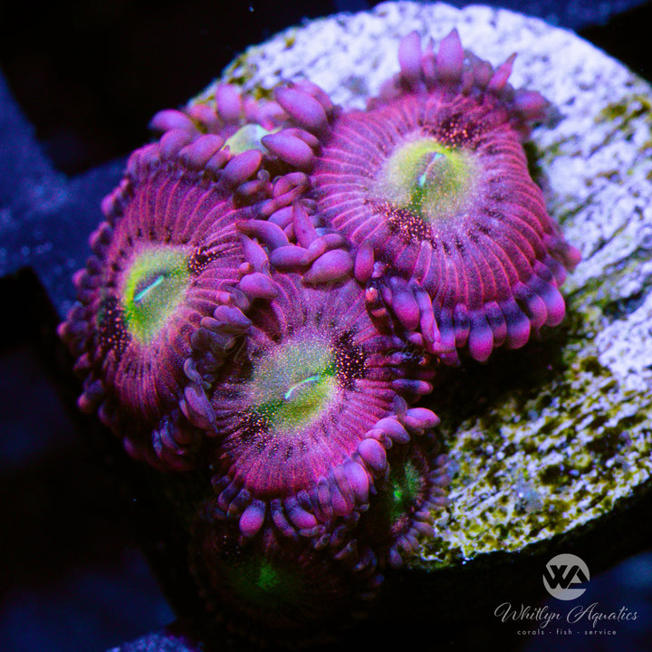 Playboy Bunny Zoanthid (Aquacultured)