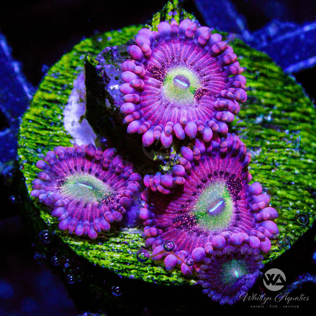 Playboy Bunny Zoanthid (Aquacultured)