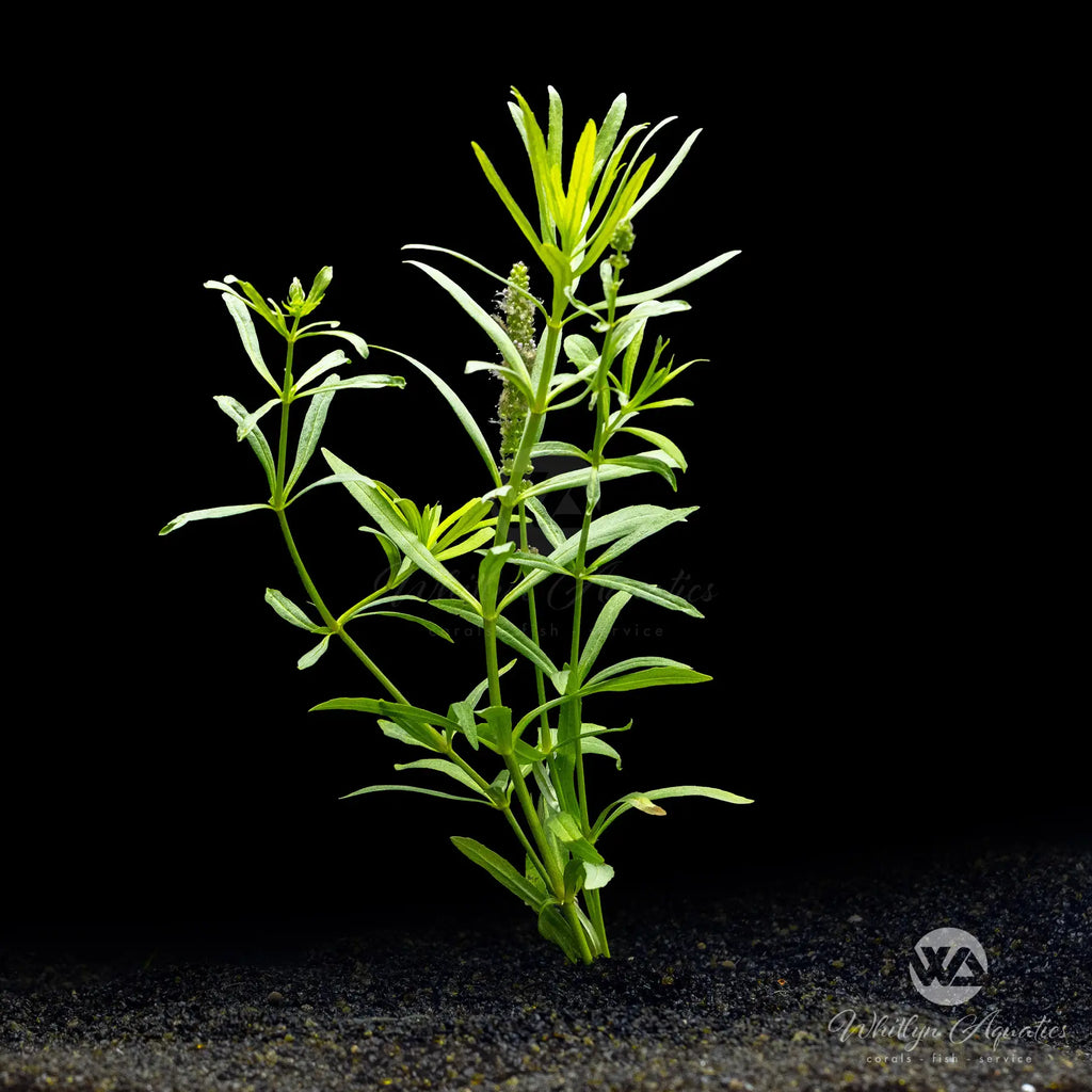 Pogostemon stellatus eustralis – Whitlyn Aquatics