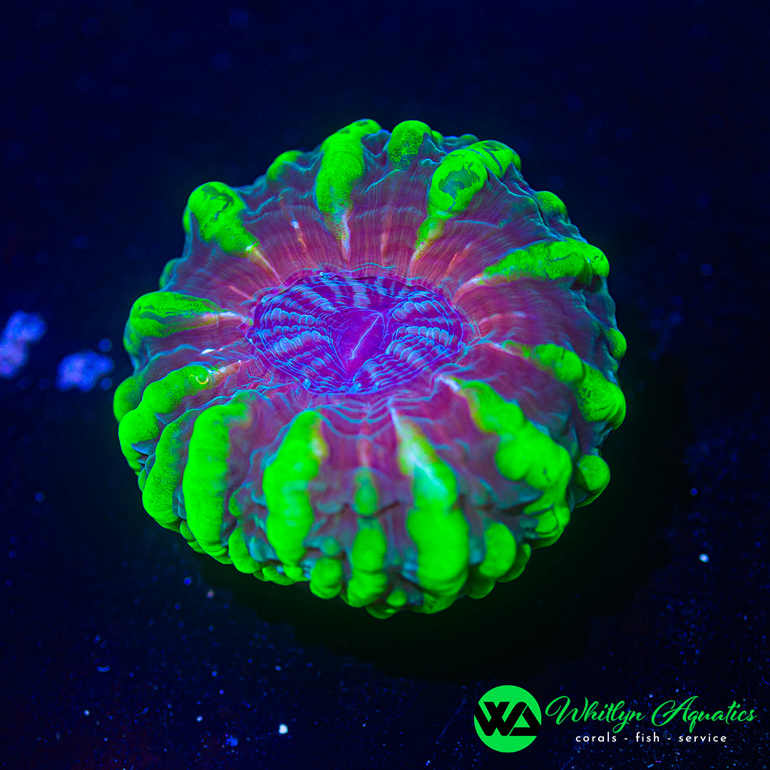 Poison Apple XL Cynarina 3.5" - 4" WYSIWYG