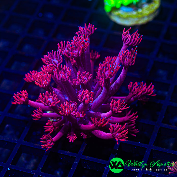 WA Powder Pink Goniopora (Aquacultured)