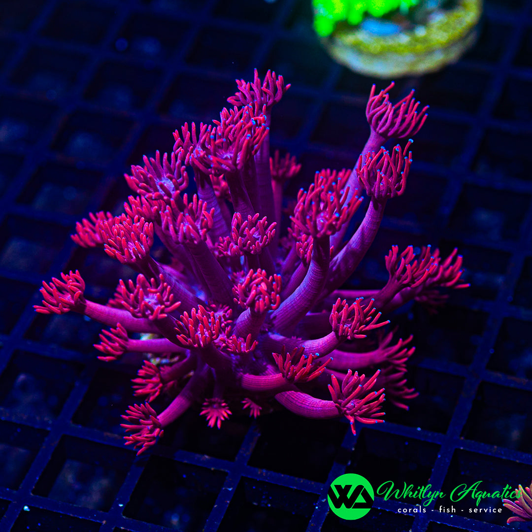 WA Powder Pink Goniopora (Aquacultured)