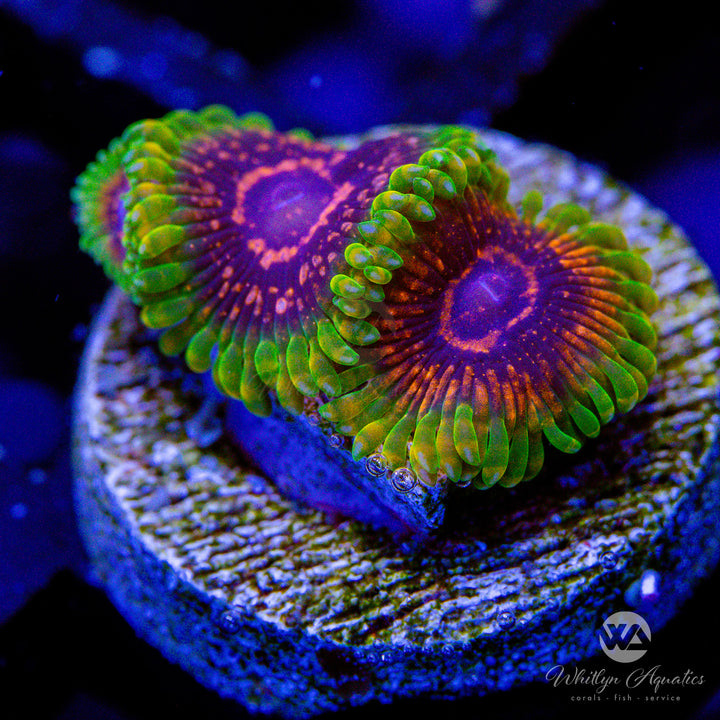 Predator Zoa