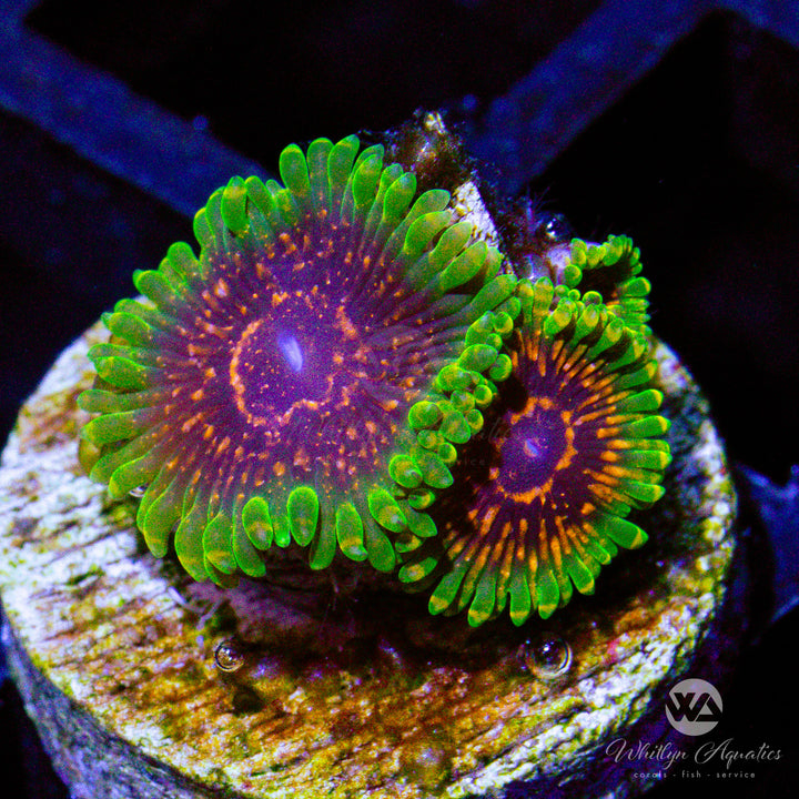 Predator Zoanthid (Aquacultured)
