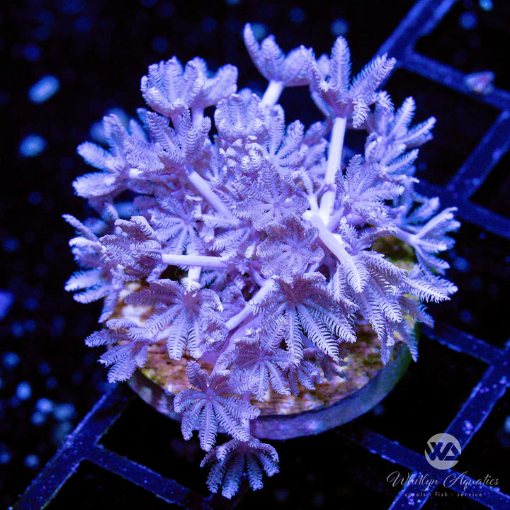 Pulsing Xenia - Whitlyn Aquatics
