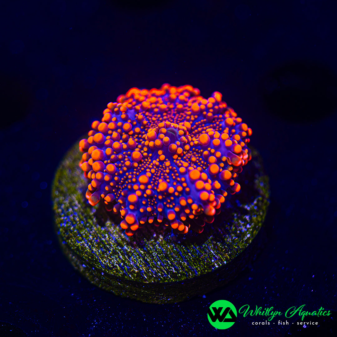 WA Pumpkin King Rhodactis Mushroom