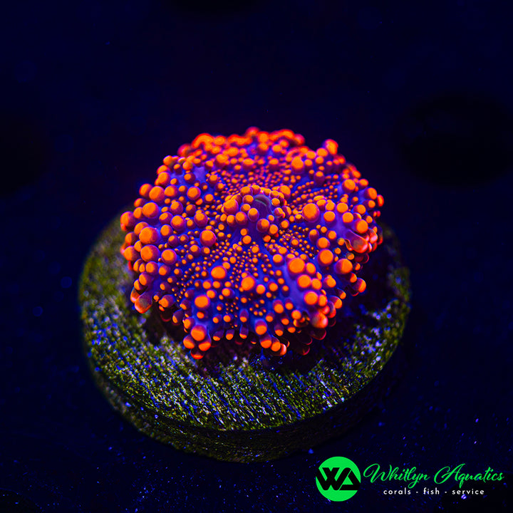 WA Pumpkin King Rhodactis Mushroom