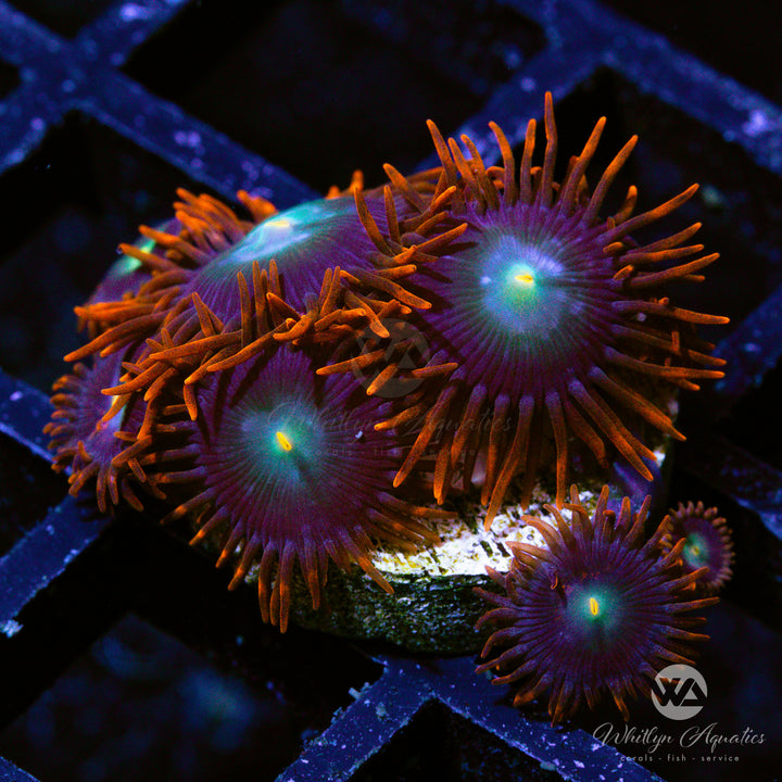 Punk Rocker Zoanthid (Aquacultured)