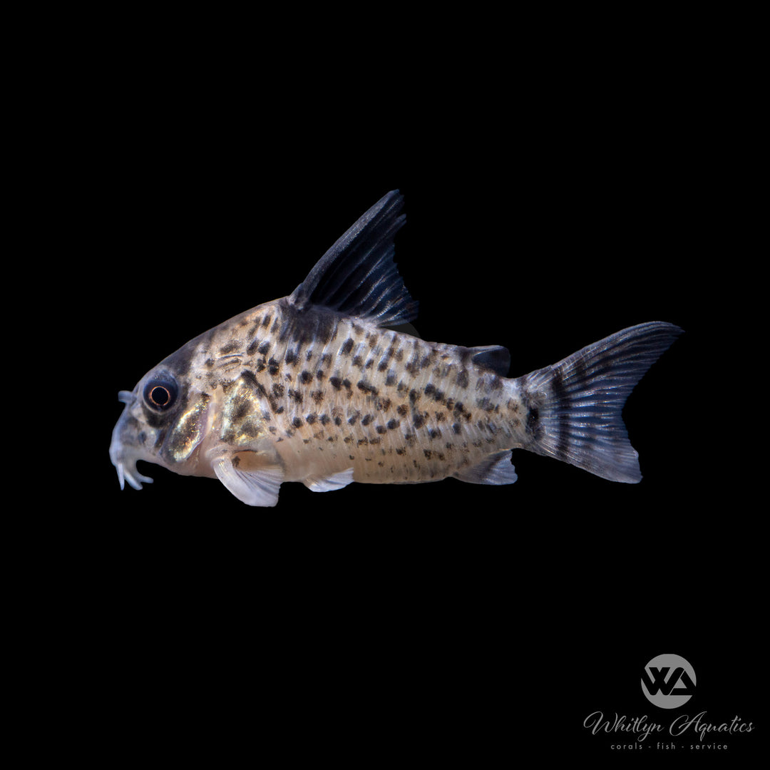 Puntatus Cory Catfish - Corydoras leucomelas