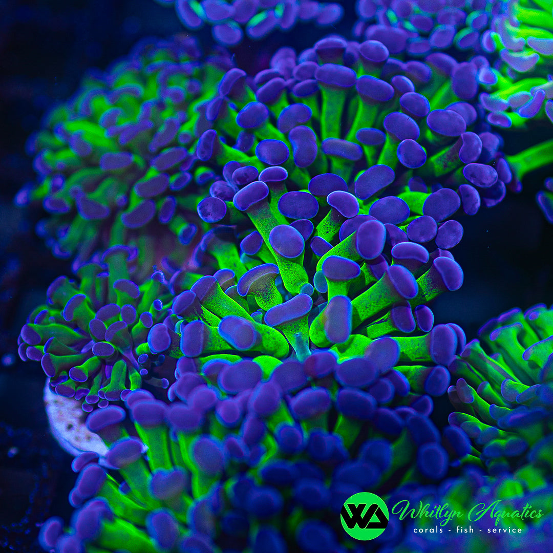 Purple Tip Branching Hammer