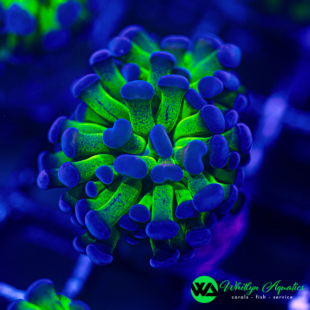 Purple Tip Branching Hammer