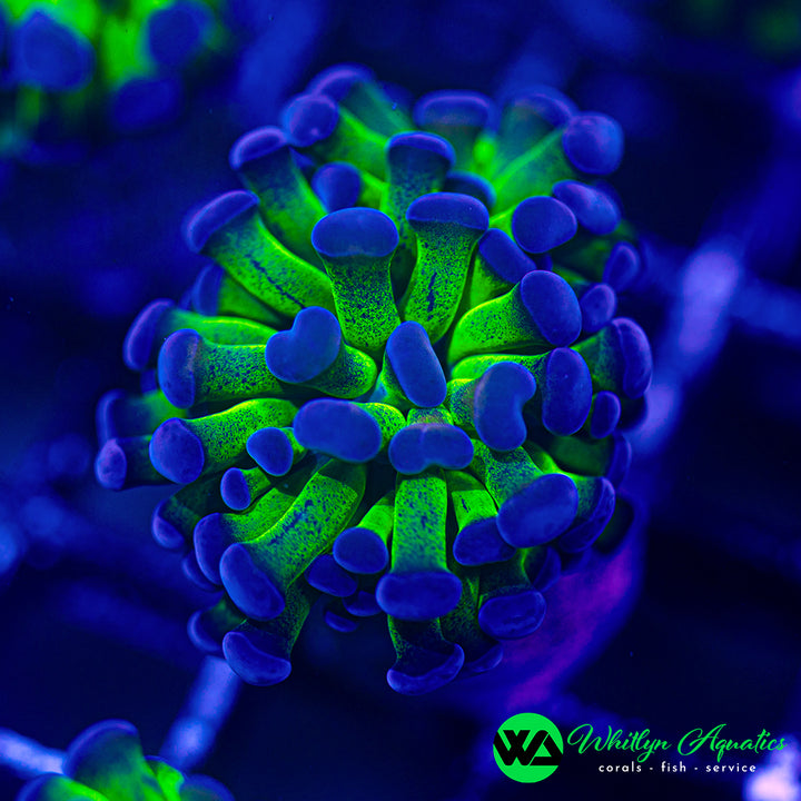 Purple Tip Branching Hammer