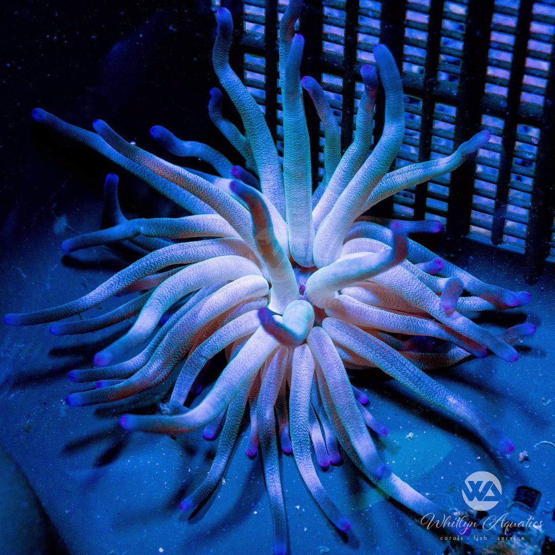 Purple Condy Anemone - Condylactis gigantea