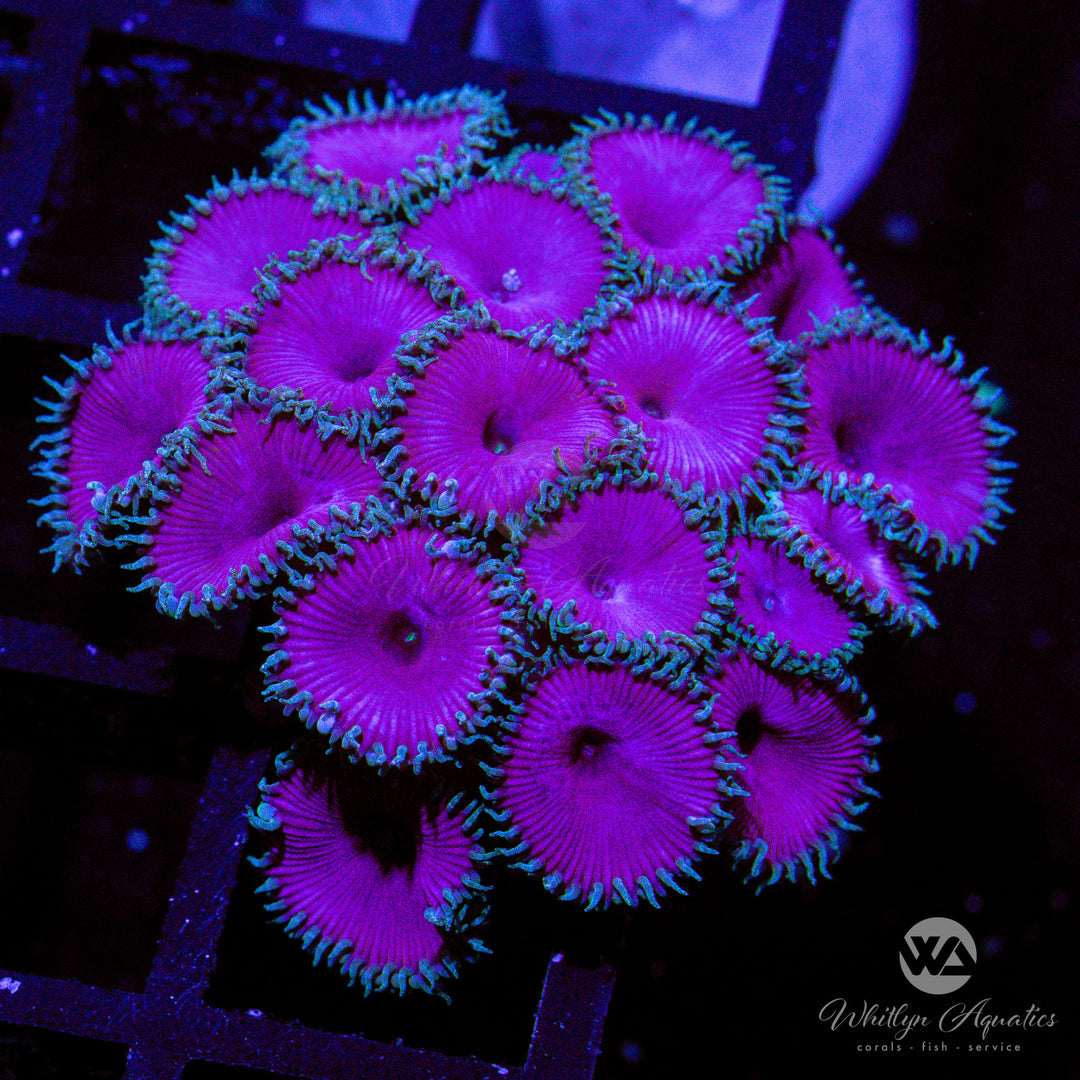 Purple Death Palythoa