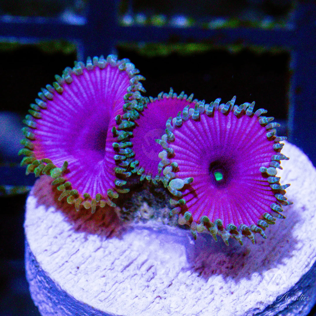Purple Death Paly Frag