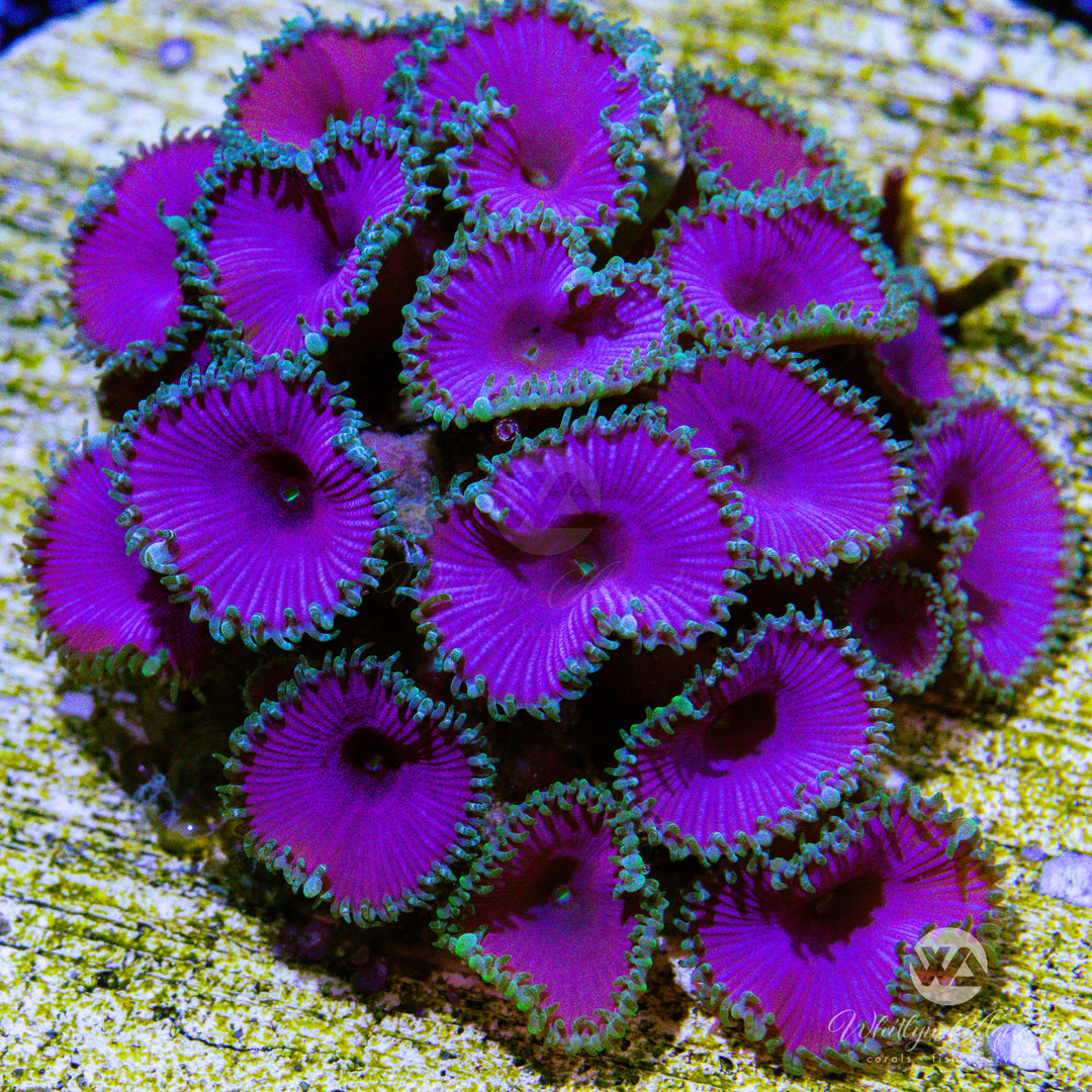 Purple Death Palythoa Colony