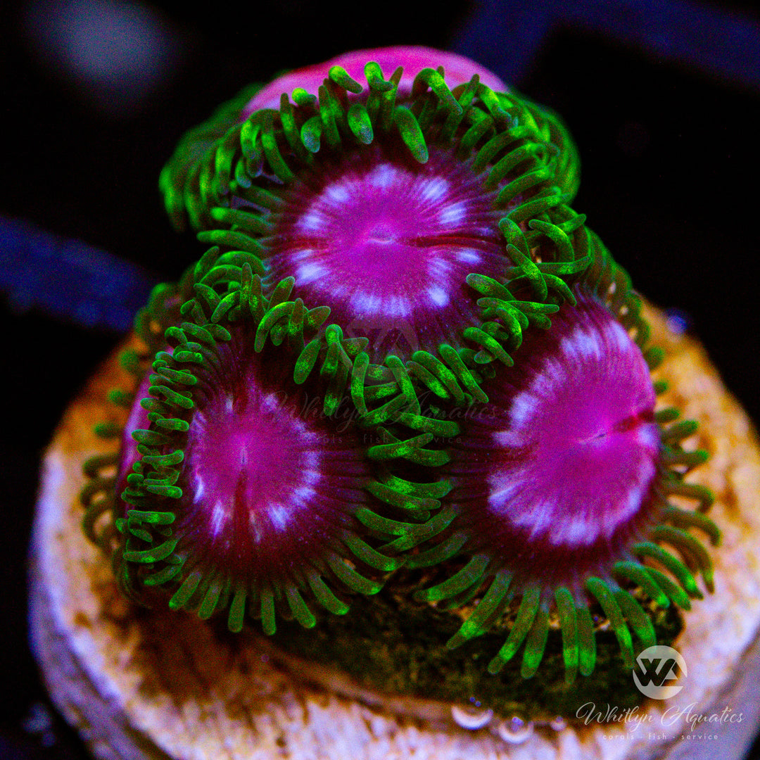 Purple Monster Zoanthid (Aquacultured)