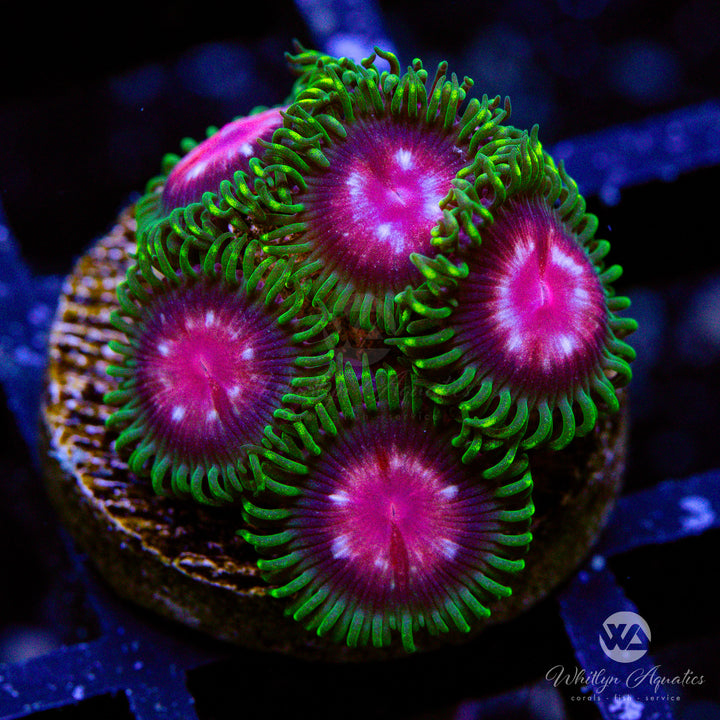 Purple Monster Zoanthid (Aquacultured)
