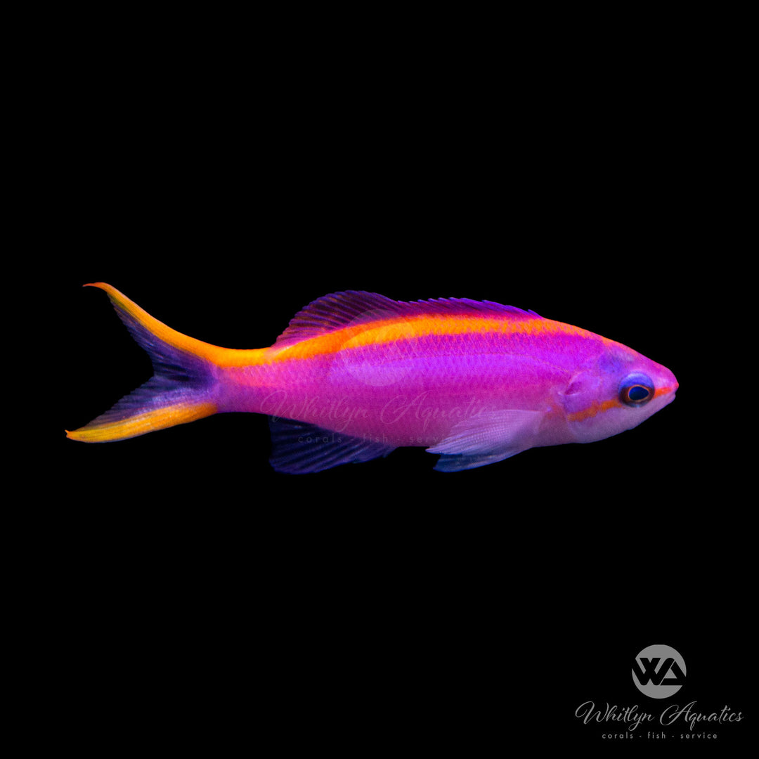 Purple Queen Anthias - Pseudanthias tuka